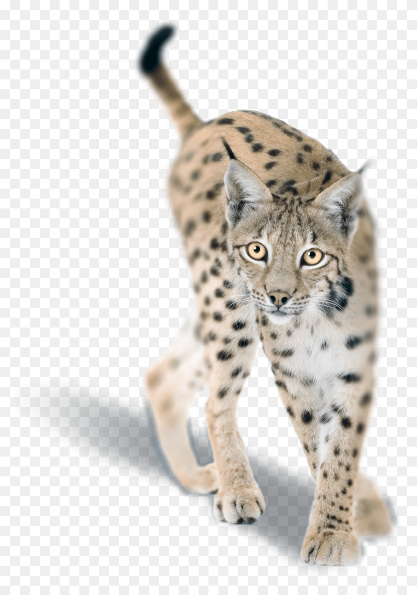 882x1289 Print Smarter African Leopard, Panther, Wildlife, Mammal HD PNG Download