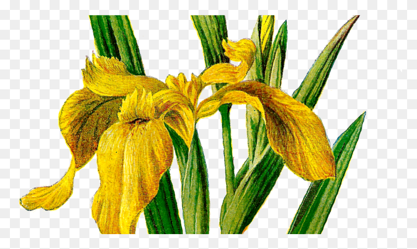 1113x631 Printable Flower Clip Art Wildflower Yellow Iris Antique Clip Art, Plant, Blossom, Petal HD PNG Download