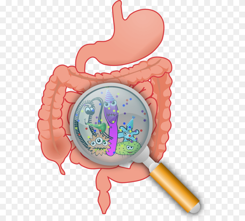 586x759 Probiotics And Celiac Disease The Patient Celiac, Dynamite, Weapon, Magnifying Sticker PNG