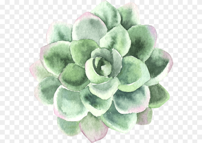 601x595 Process Of Personal Transformation Pink Green Succulent Watercolor, Herbal, Herbs, Plant, Flower Clipart PNG