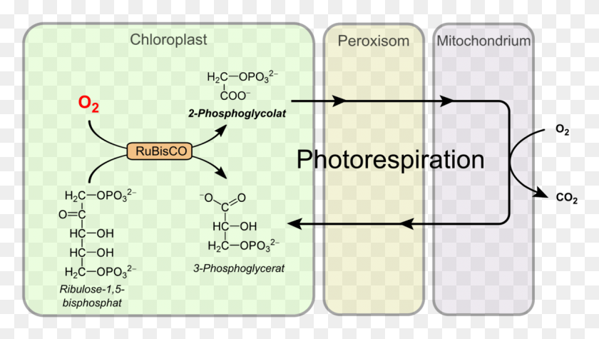 1183x630 Process Of Photorespiration, Text, Number, Symbol HD PNG Download