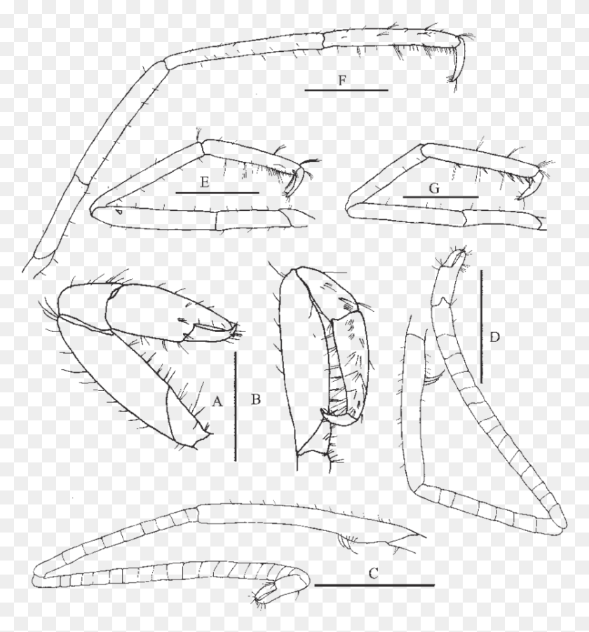 834x901 Мужской Рисунок Processa Hawaiensis, Текст, Одежда, Одежда Hd Png Скачать