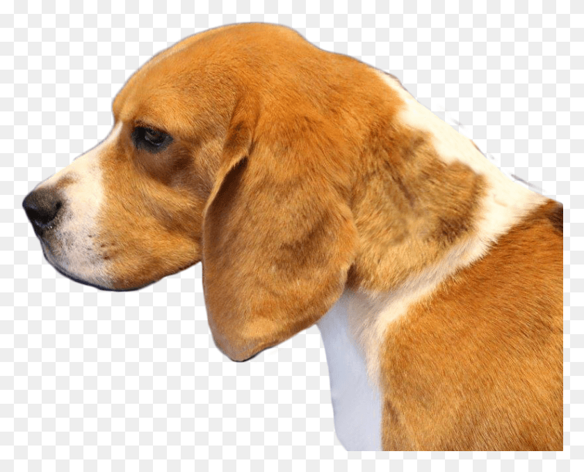 821x651 Producing Champion Beagles Beagle Harrier, Dog, Pet, Canine HD PNG Download