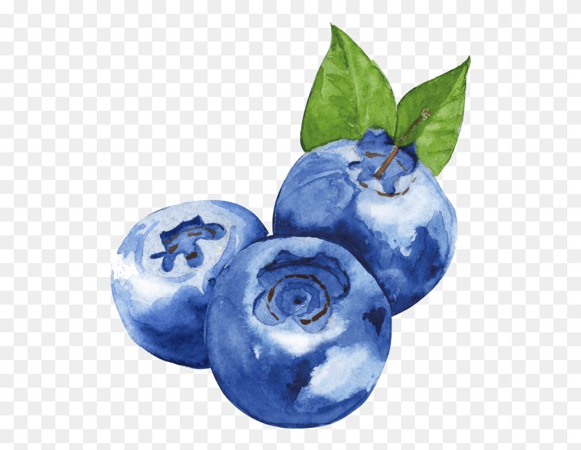 522x590 Product Composition Watercolor Blueberry Clip Art, Plant, Fruit, Food HD PNG Download