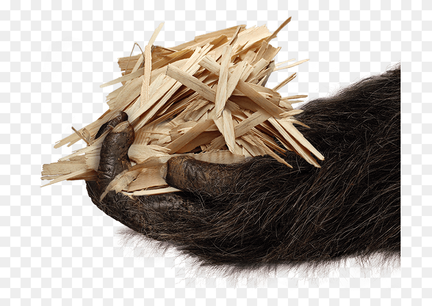 719x535 Product Detail Driftwood, Bird, Animal, Plant HD PNG Download