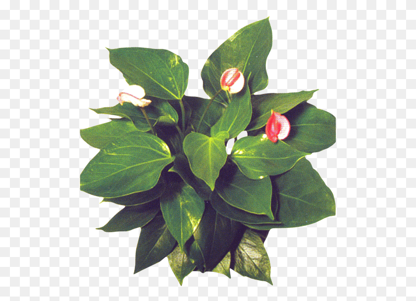 519x549 Product Item Anthurium, Plant, Flower, Blossom HD PNG Download