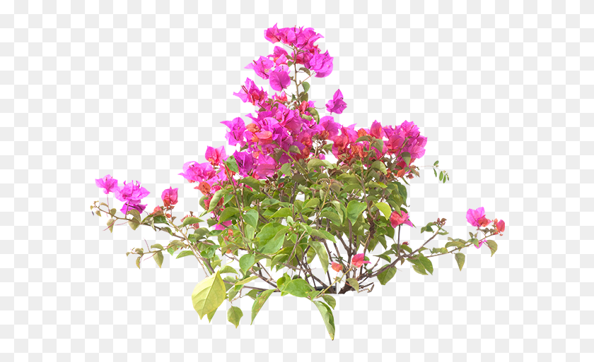 588x453 Элемент Продукта Бугенвиллея, Растение, Цветок, Герань Hd Png Скачать