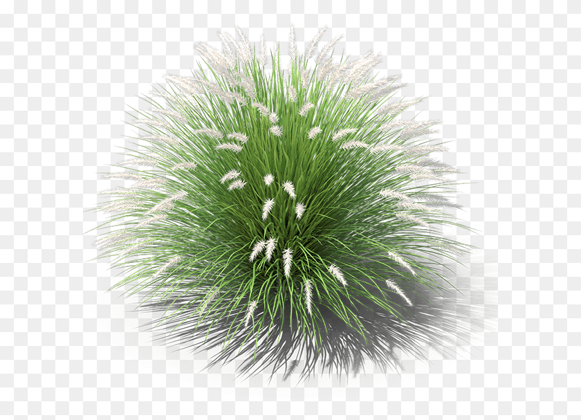 601x547 Product Item Pennisetum Alopecuroides, Grass, Plant, Nature HD PNG Download