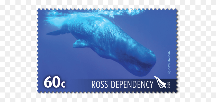 555x337 Product Listing For 2010 Ross Dependency Whales Of Sperm Whale, Shark, Sea Life, Fish HD PNG Download