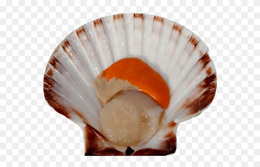 569x478 Product Scallop Scallops, Seashell, Invertebrate, Sea Life HD PNG Download