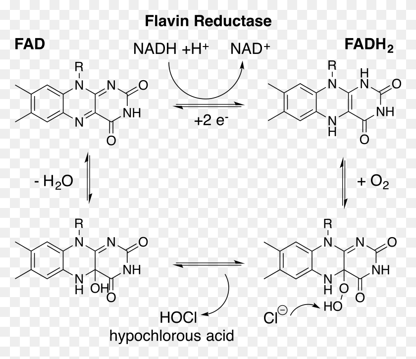 5993x5110 Production By Flavin Reductase For Hocl Generation Fad Vs Fadh2 Structure, Gray, World Of Warcraft HD PNG Download
