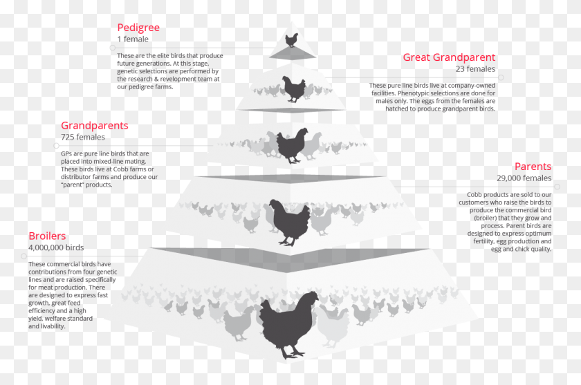 1247x796 Production Pyramid Rooster, Chicken, Poultry, Fowl HD PNG Download