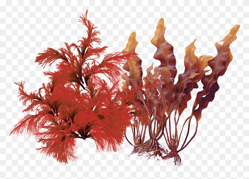 1072x750 Products Containing This Ingredient Brown Algae, Animal, Sea Life, Invertebrate HD PNG Download