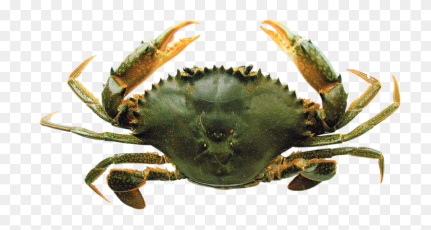 813x406 Продукты Dungeness Crab, Морепродукты, Морепродукты, Еда Hd Png Скачать
