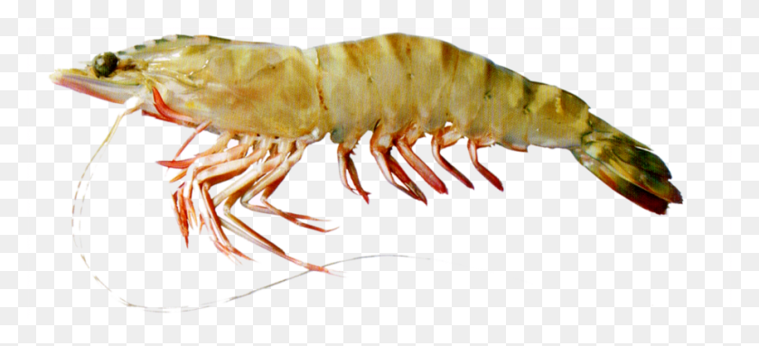 925x384 Products Krill, Shrimp, Seafood, Sea Life HD PNG Download