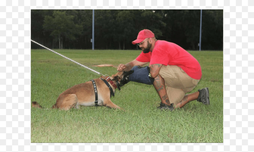 641x442 Профессиональная Тренировка Полицейской Собаки, Человек, Человек, Домашнее Животное Hd Png Скачать