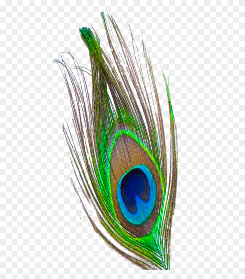 488x897 Profile Picture For This Group Peacock Feather, Peacock, Bird, Animal HD PNG Download