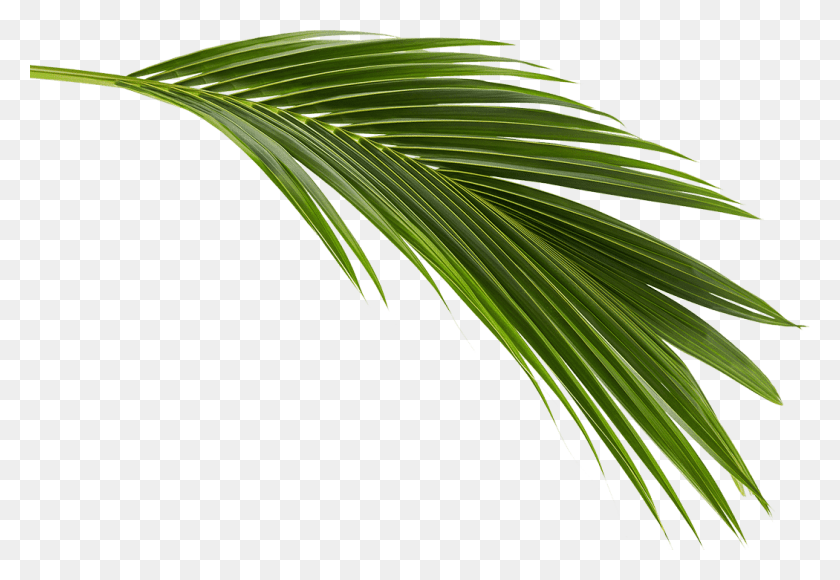 1050x700 Project Gallery Coconut Leaves, Palm Tree, Tree, Plant HD PNG Download
