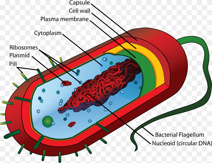 2320x1785 Prokaryotic Cell Diagram, Dynamite, Weapon PNG