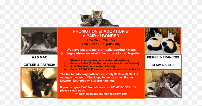 672x384 Promotiong Of Adopting A Pair Of Kittens Domestic Short Haired Cat, Advertisement, Poster, Flyer HD PNG Download
