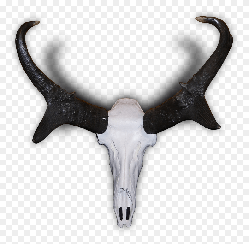 3319x3262 Pronghorn Clipart Horns Antelope Skull, Eagle, Bird, Animal HD PNG Download
