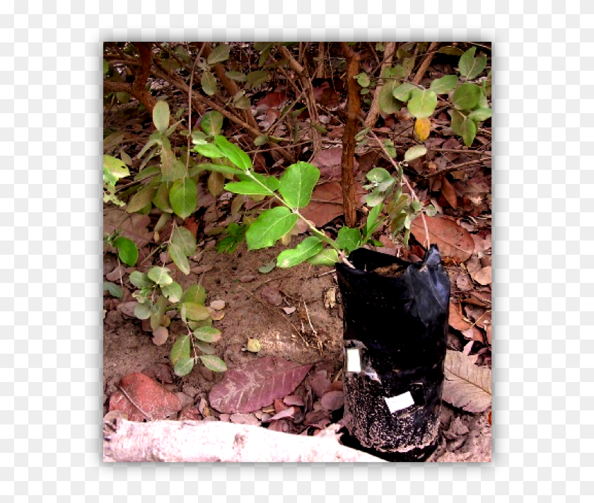 606x651 Propagation Flowerpot, Plant, Leaf, Ground HD PNG Download