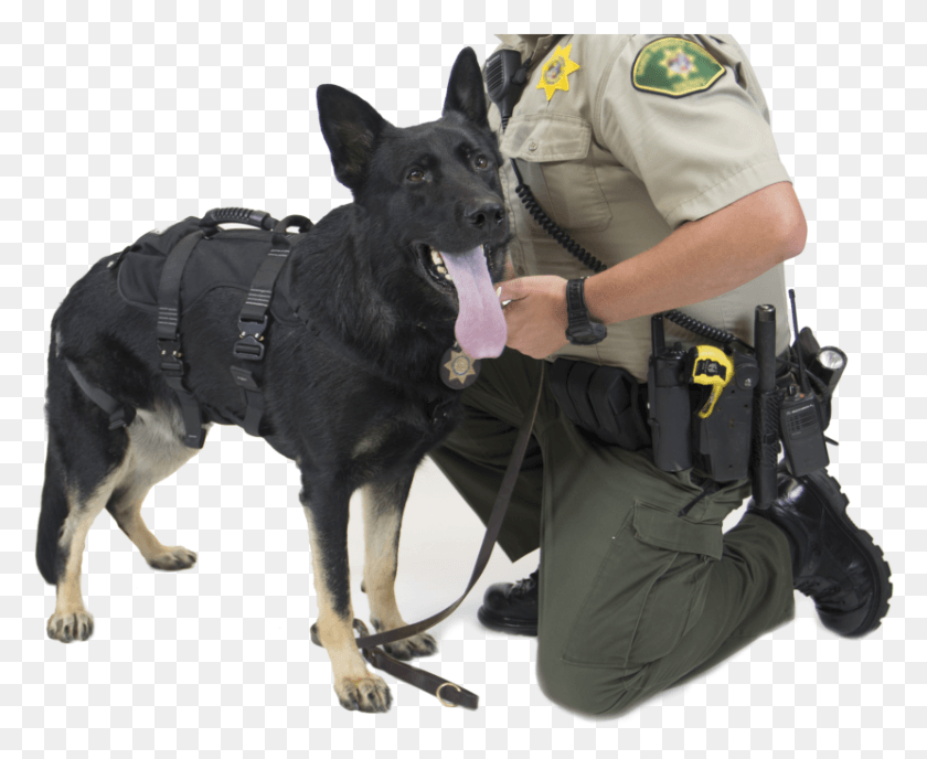 830x669 Proseries Rappel Harness Police Dog, Pet, Canine, Animal HD PNG Download