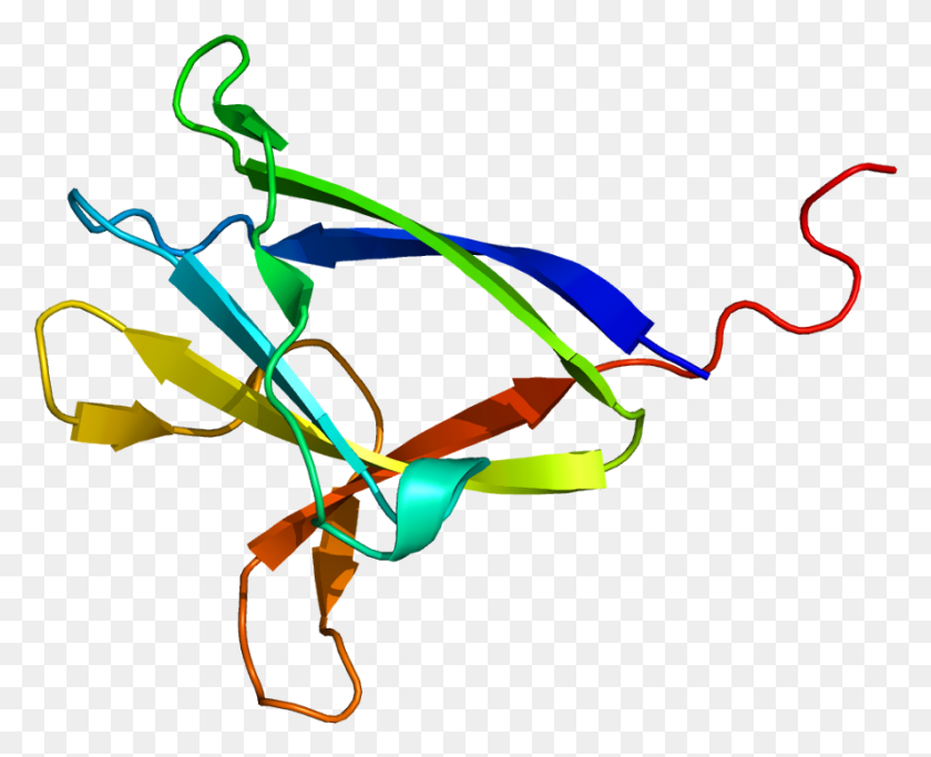 888x710 Protein Prkab2 Pdb 2f15 Graphic Design, Graphics, Bow HD PNG Download