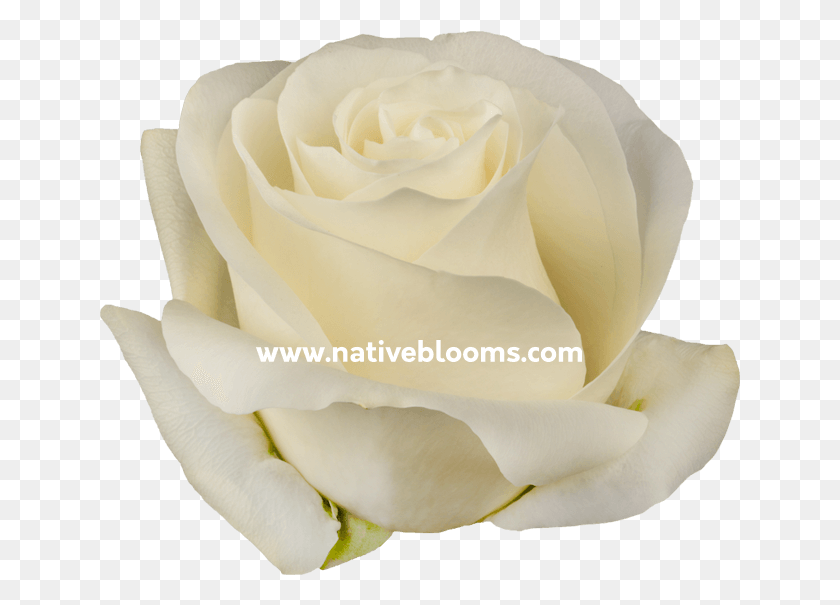 641x545 Гордые Розы Флорибунда, Роза, Цветок, Растение Hd Png Скачать