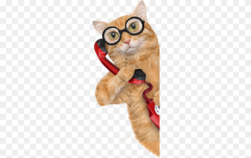 227x528 Proudly Serving The Woodlands Conroe Montgomery Cat On A Phone, Animal, Mammal, Pet Clipart PNG