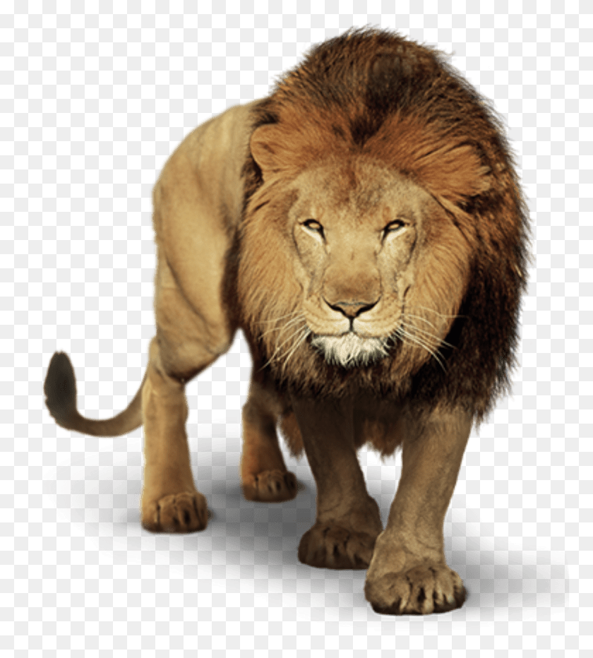 774x872 Prowling Lion Picsart Lion, Wildlife, Mammal, Animal HD PNG Download