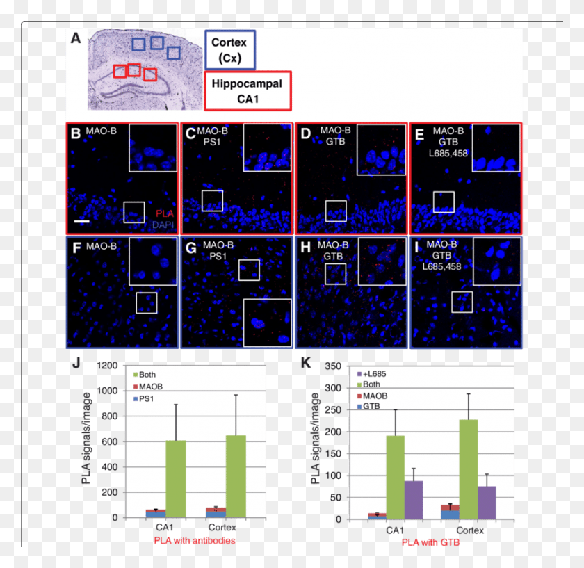 850x826 Proximity Ligation Assay To Visualize The Ps1mao B Mao B Staining Mouse Brain, Text, Scoreboard, Calendar HD PNG Download
