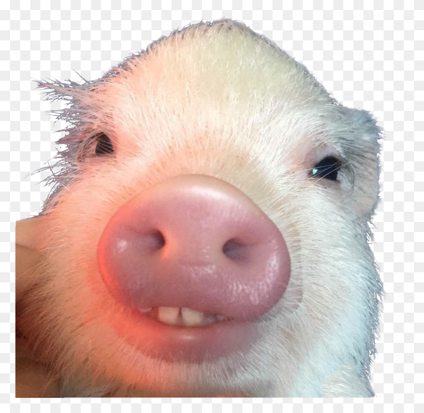 1657x1613 Psbattle This Buck Toothed Piggy Buck Tooth Pig, Mammal, Animal, Hog HD PNG Download