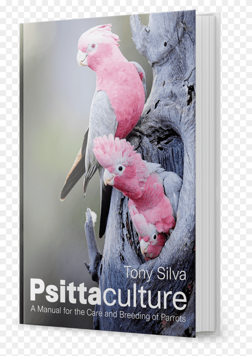 964x1391 Psittaculture Psittaculture Тони Сильва 2018, Птица, Животное, Попугай Hd Png Скачать