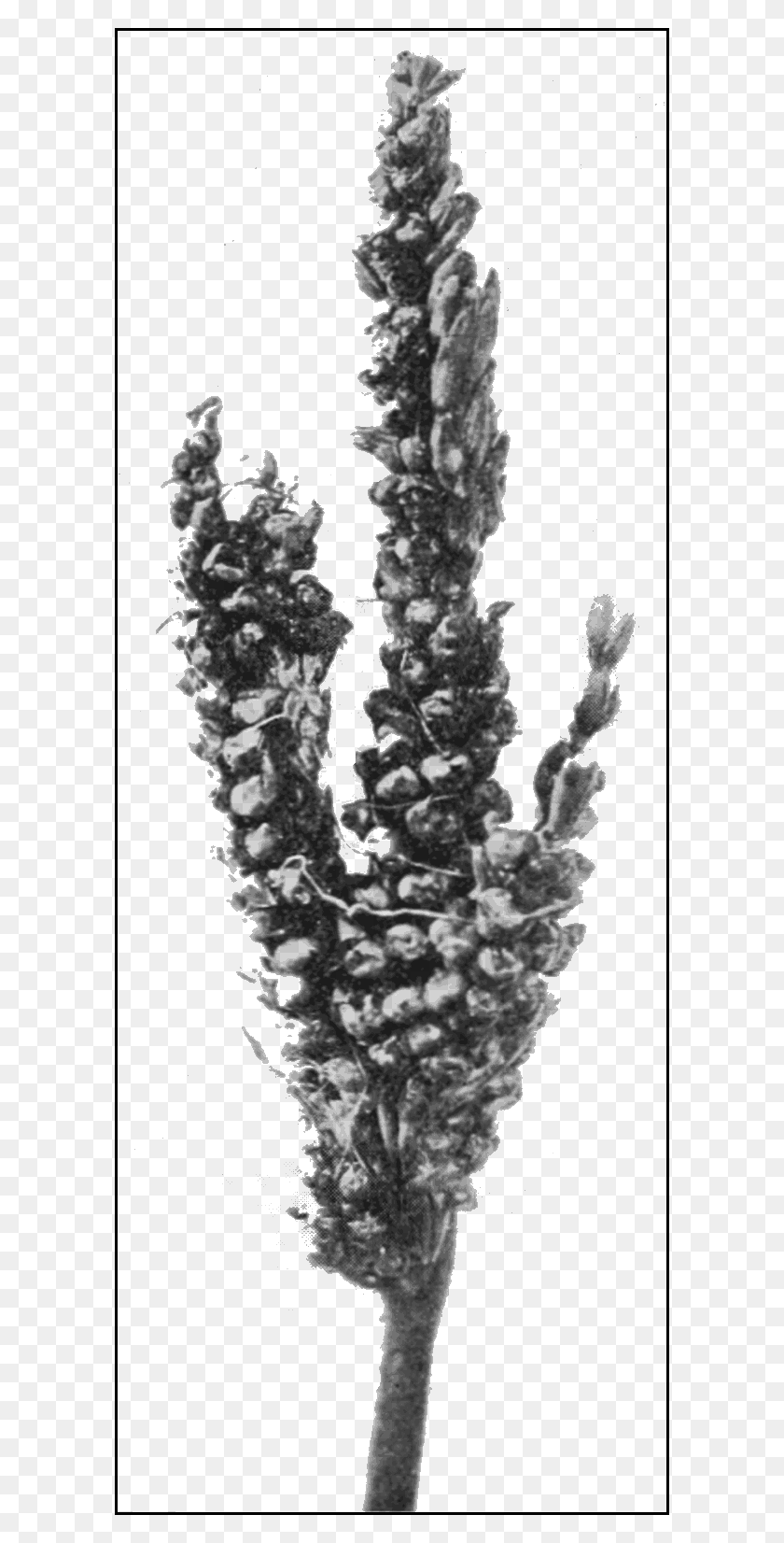 594x1592 Psm V68 D064 Tassel Type In Which Hermaphrodite Flowers Digitalis, Stencil, Graphics HD PNG Download