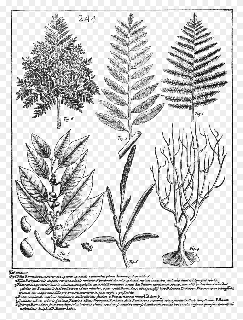 1843x2467 Psm V70 D509 Species Of Dryopteris Still Growing In Illustration, Gray, World Of Warcraft HD PNG Download