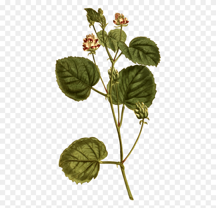411x750 Psoralea Corylifolia Ayurveda Medicinal Plants Herb Psoralea Cordifolia, Leaf, Plant, Annonaceae HD PNG Download