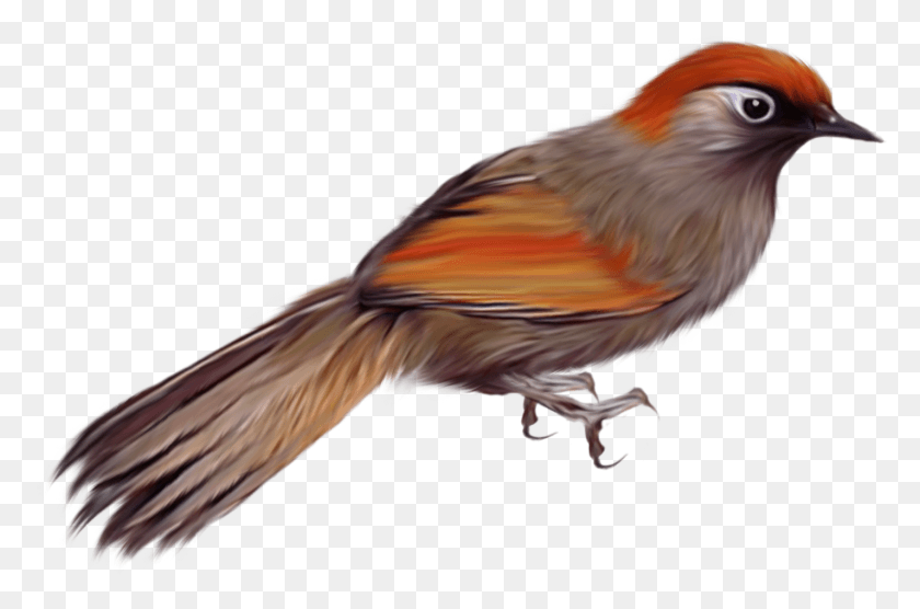1427x909 Pssaros Bird Psd, Animal, Finch, Kite Bird Hd Png