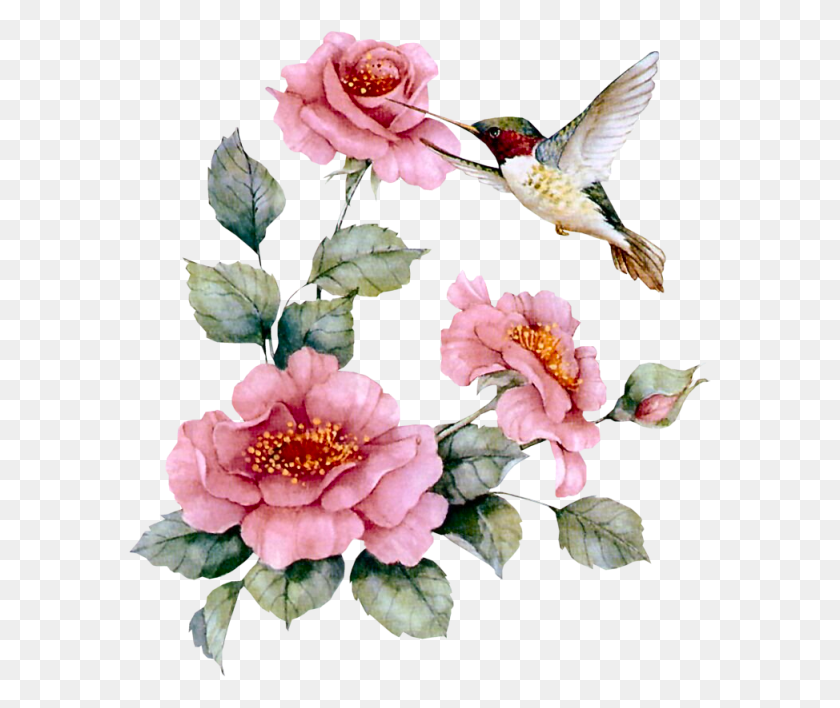 584x648 Pssaros Em Imagens Roses With Hummingbird, Plant, Flower, Blossom HD PNG Download