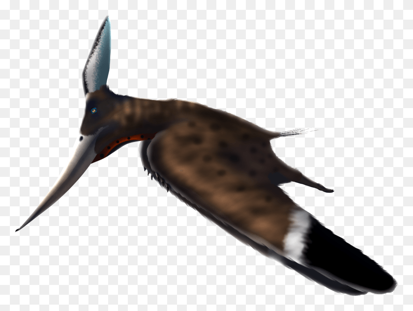 2751x2022 Pteranodon Beak, Animal, Bird, Mammal HD PNG Download