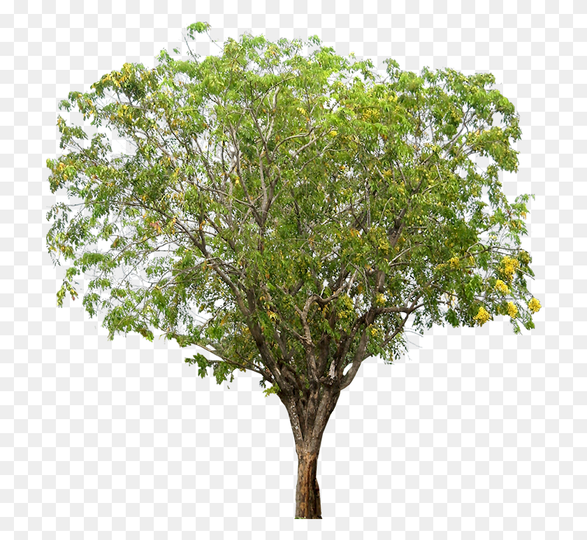 710x713 Pterocarpus Indicus Narra Tree, Растение, Ствол Дерева, Комнатное Растение Hd Png Скачать