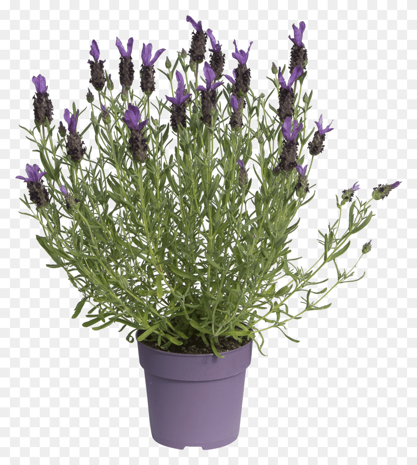 2421x2722 Ptn Libelle Purple HD PNG Download