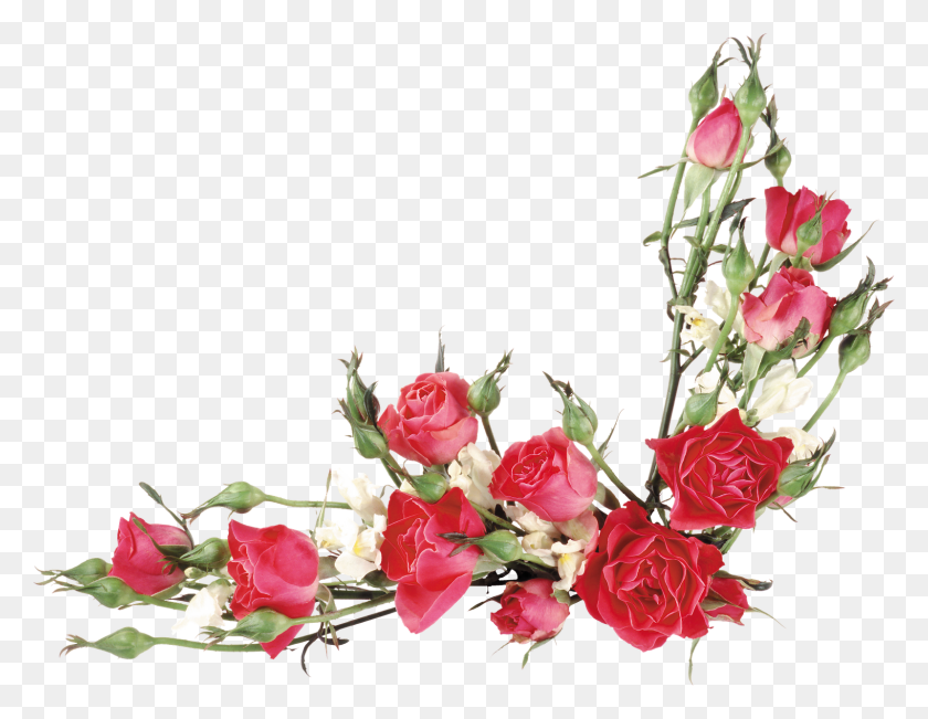 1600x1213 Publicado Por Marcos Gratis Para Tus Fotos En Vektor Bunga Mawar Cdr, Plant, Flower, Blossom Hd Png Download