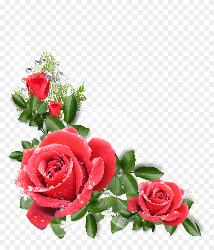 1311x1547 Publicado Por Pazenlatormenta Flores, Растение, Роза, Цветок Png Скачать