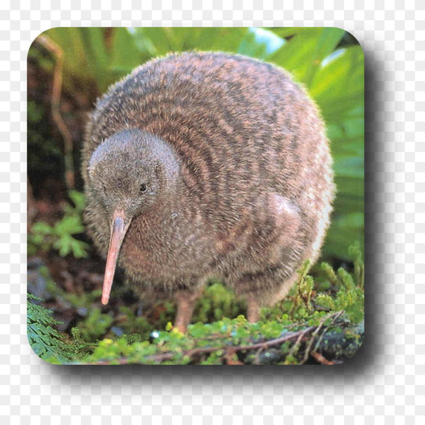 779x779 Publicat De Eu Ciresica La Kiwi Bird Auckland, Kiwi Bird, Animal, Plant HD PNG Download