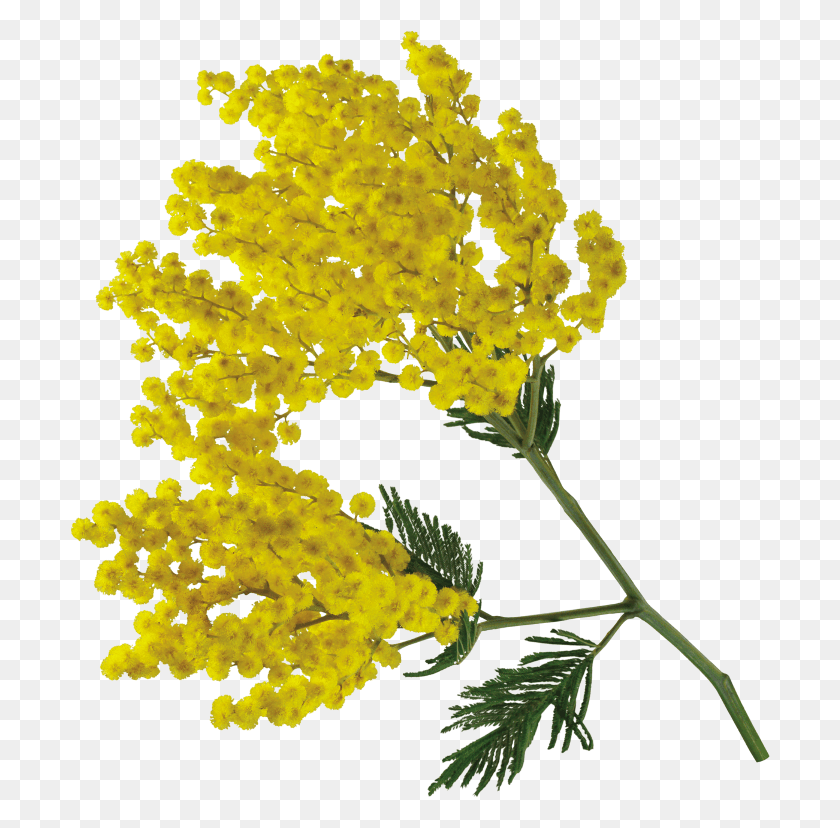 700x768 Publicat De Eu Ciresica La Mimosa Цветок Прозрачный Фон, Растение, Цветение, Куст Hd Png Скачать