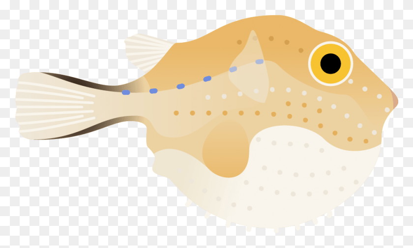 945x540 Puffer Fish Poster Boxfishes And Trunkfish, Animal, Sea Life, Food HD PNG Download