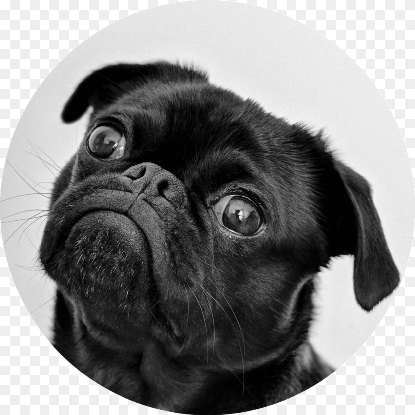 1000x1000 Pug Dog, Photography, Animal, Canine, Mammal Clipart PNG