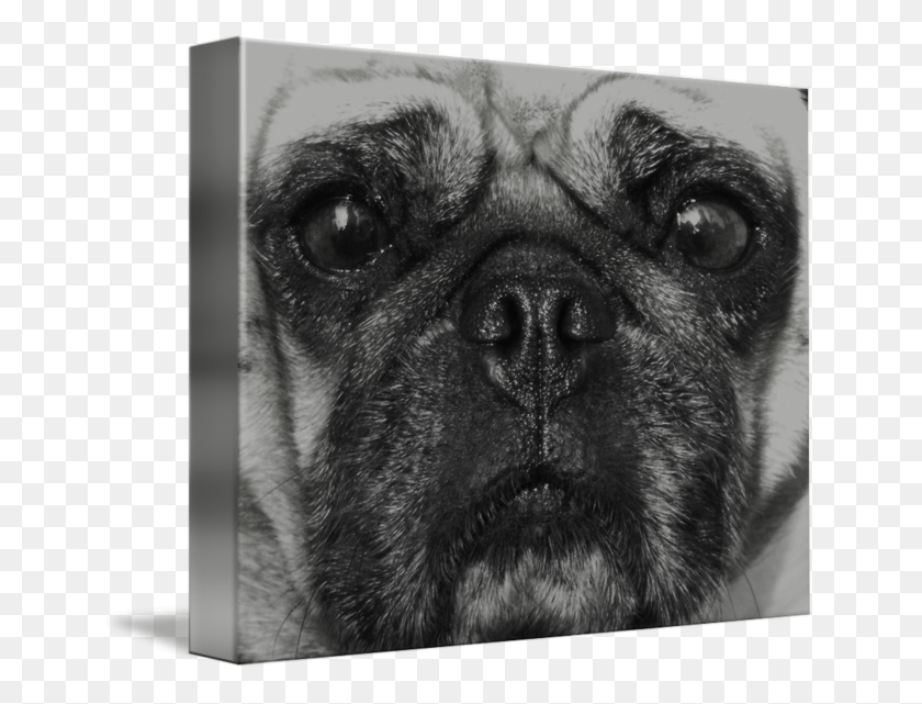 650x581 Pug Face, Dog, Pet, Canine HD PNG Download