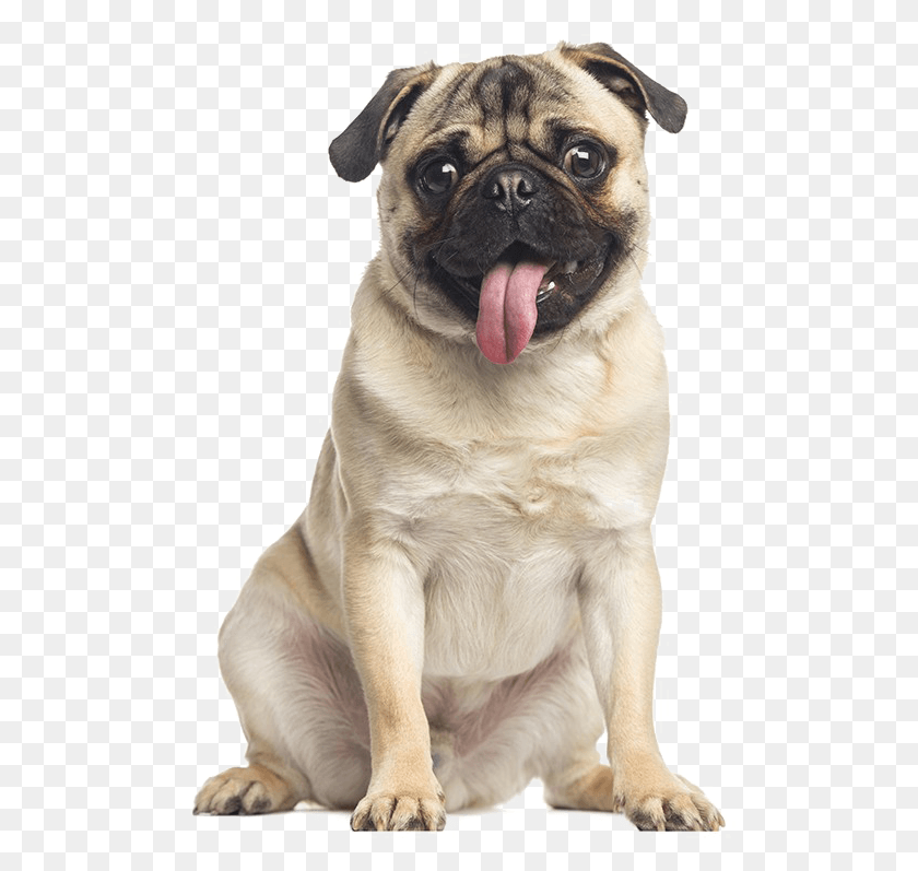 513x737 Pug Free Image Panting Dog, Pet, Canine, Animal HD PNG Download